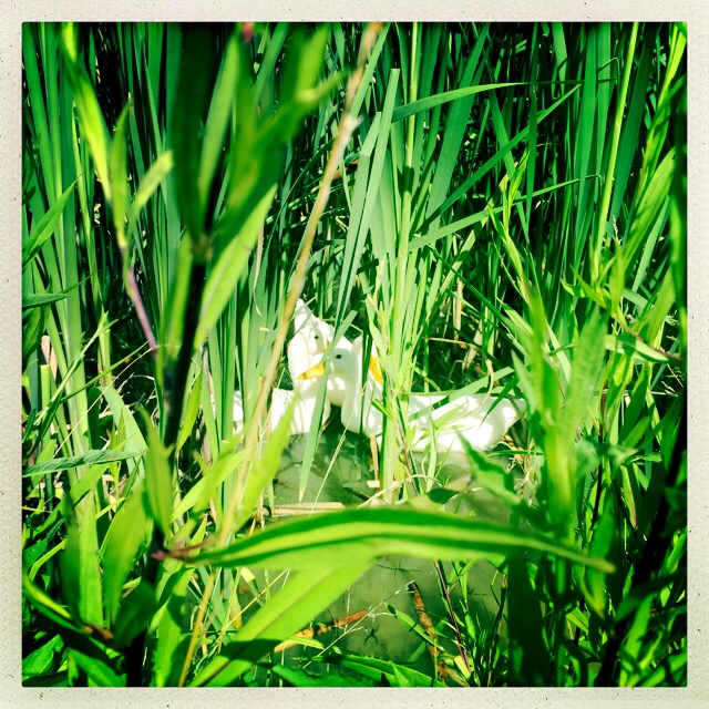 cattail-plant